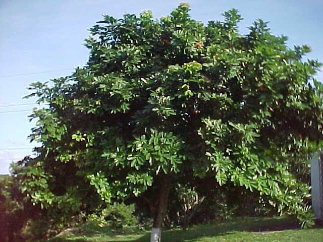 Ackee tree